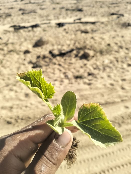 كنوز اي الحل بعد التليجه عملت كده